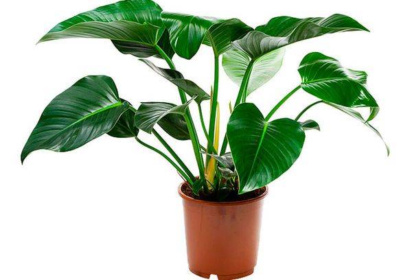 Planta de acasa