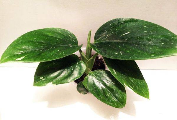 Cobra variată de Philodendron