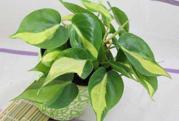 Scandalul Filodendron