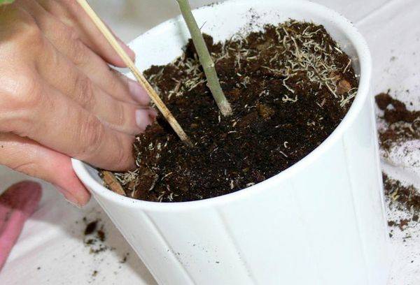 Transplant de flori