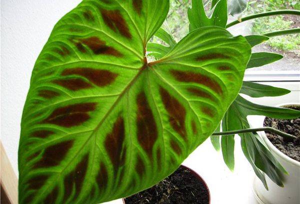 Razboinic Philodendron