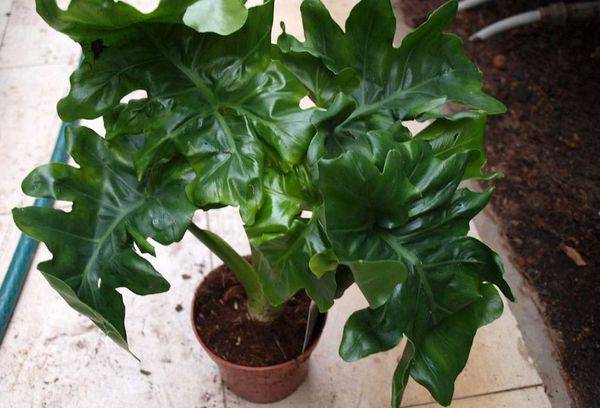Atom Filodendron
