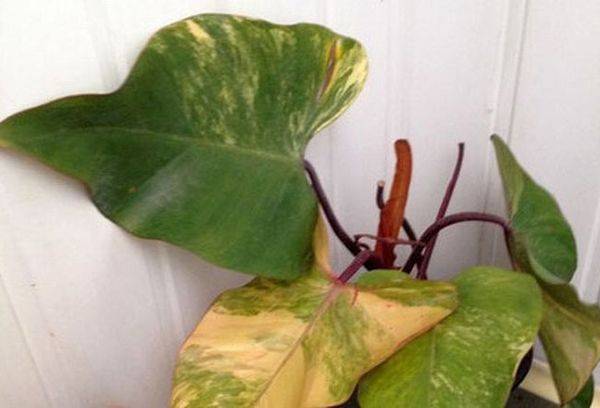 filodendron bolnav