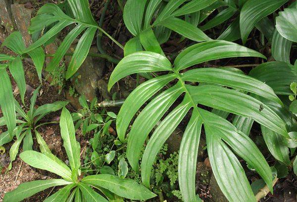 Filodendron grațios