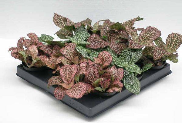 Fittonia mix