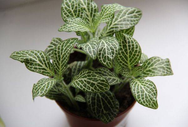 Fittonia de argint