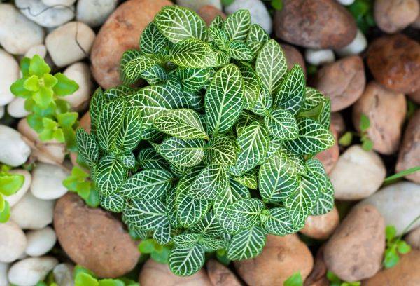Fittonia de argint