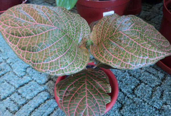 Fittonia uriașă