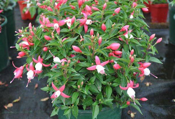 Hibrid Fuchsia