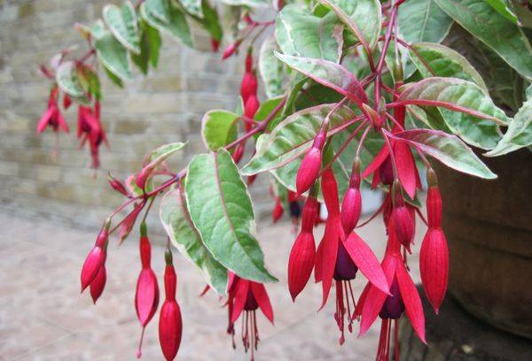 Ampel-tufă Fuchsia