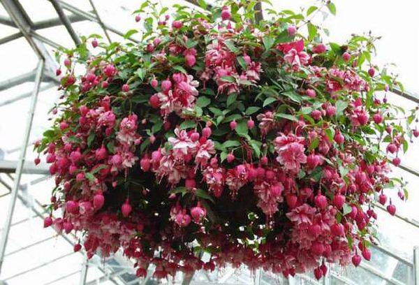 Buchet de fuchsia