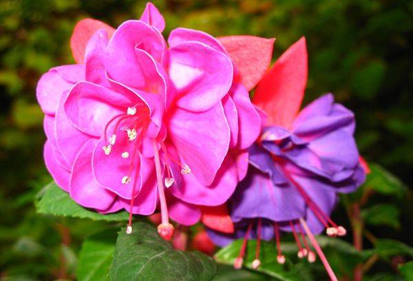 Flori Fuchsia