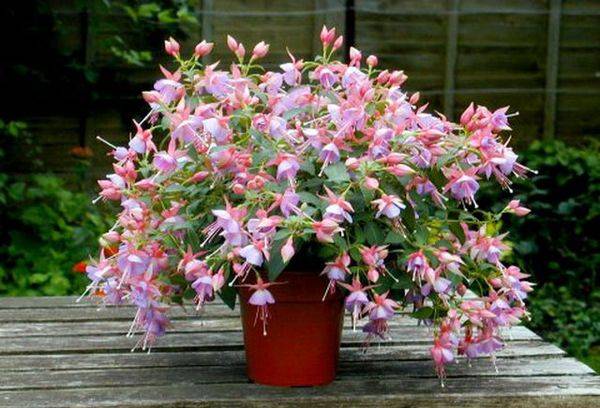 Cultivarea amp fuchsia:
