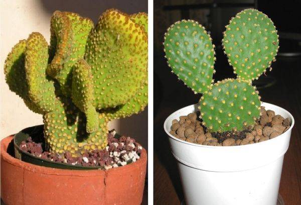 Cacti în ghivece