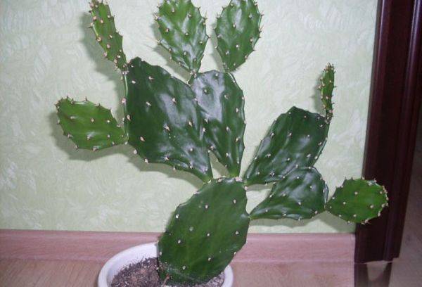 Cactus într-o oală