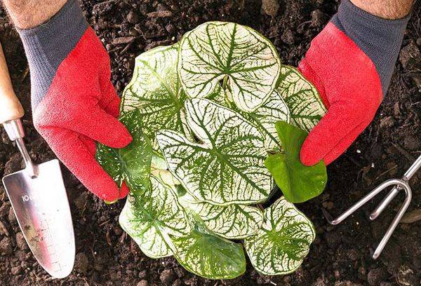 Inima lui Hristos plantând în sol