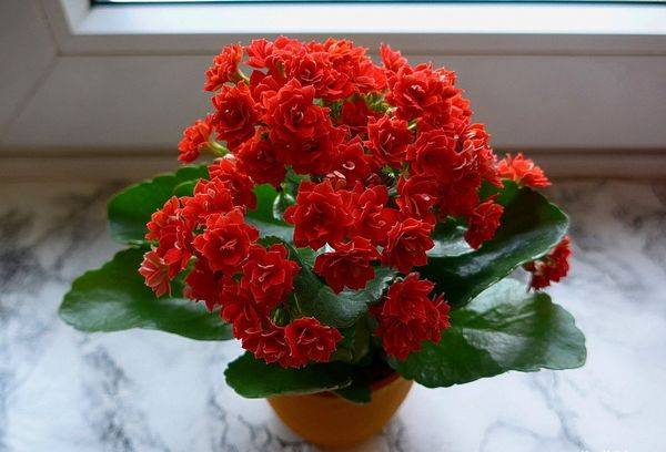 Kalanchoe pe pervaz