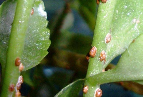 Boala Kalanchoe