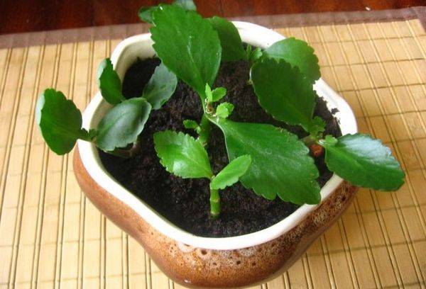 Kalanchoe lângă computer