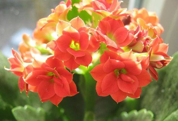 Blossfeldiana