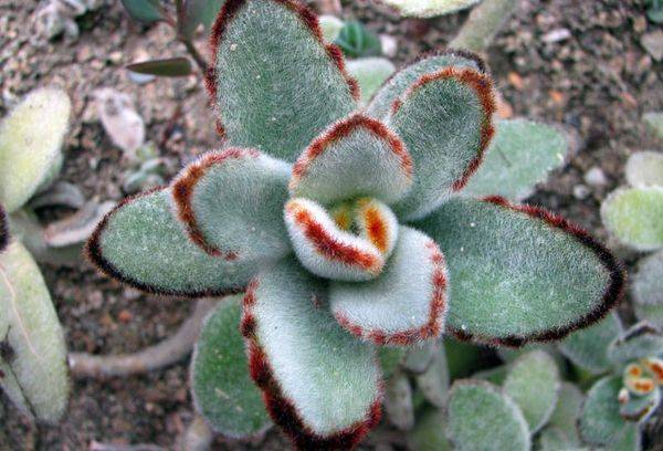 Kalanchoe a simțit