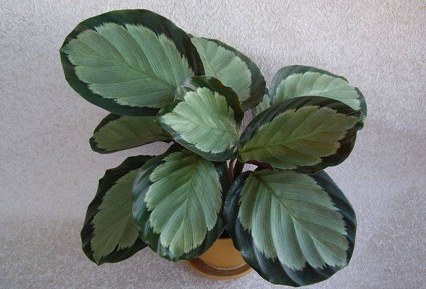 Calathea arbustivă
