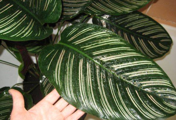 Calathea decorată