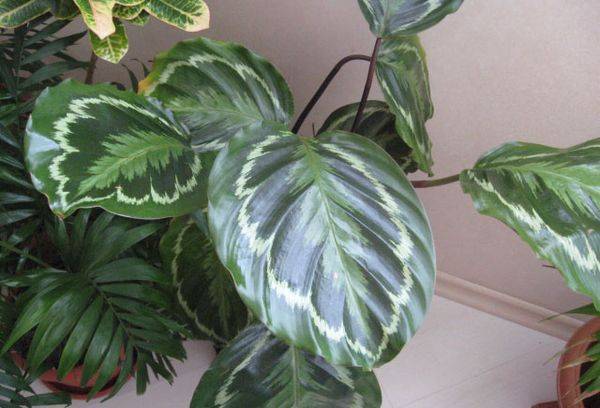Frunze Calathea