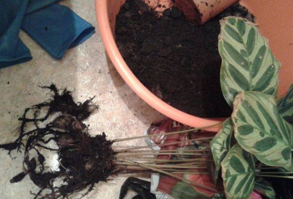 Transplant de flori