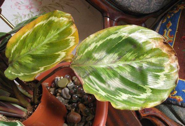 Boli și dăunători ai florii de calathea