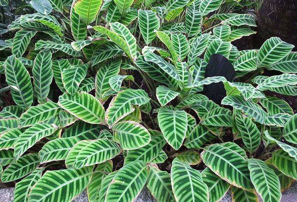 Leopard Calathea