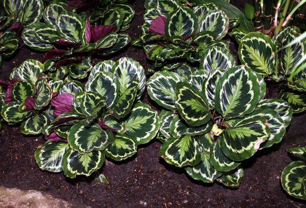 Buzunar Calathea
