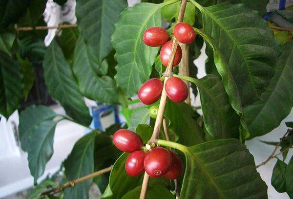Arborele de cafea arab