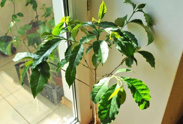copac de cafea de casă lângă fereastră