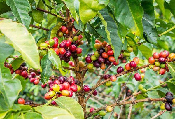 Cafea fructe de copac