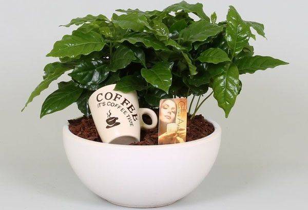 Arbore de cafea de casă