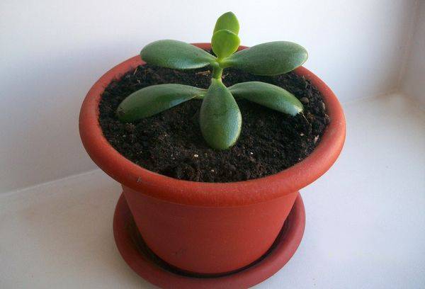 Sprite de Crassula