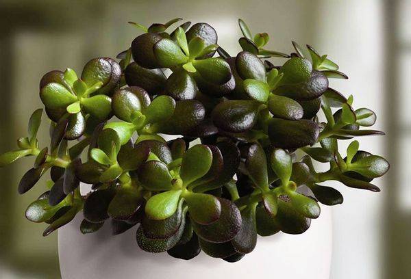 Crassula tree ovale, sau Ovata