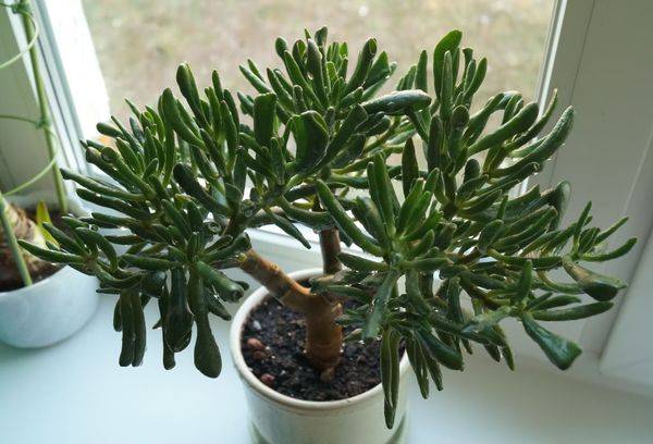 Crassula Hobbitul