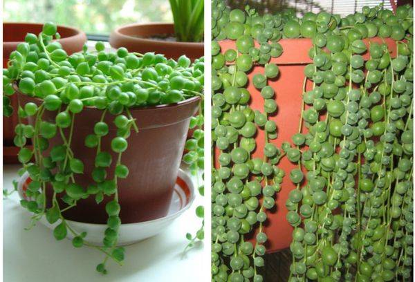 Senecio rowleyanus