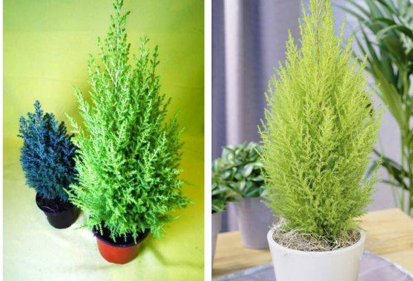 Cupressus Macrocarp