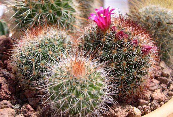 cactuși