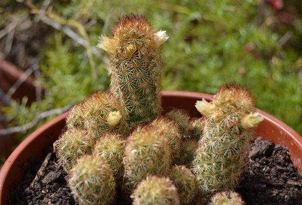 Mammillaria alungită