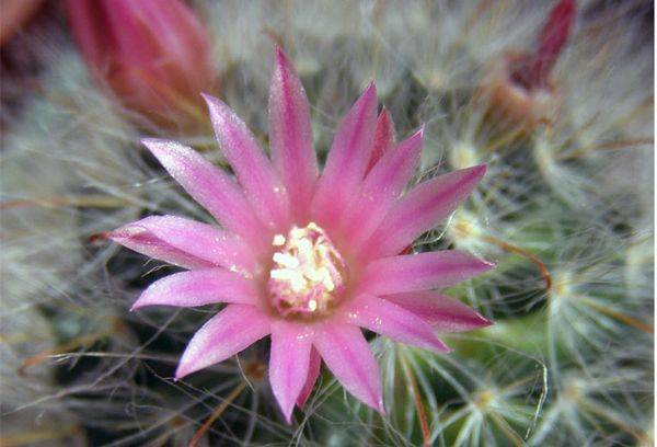 Foto de stock Mammillaria bokasana