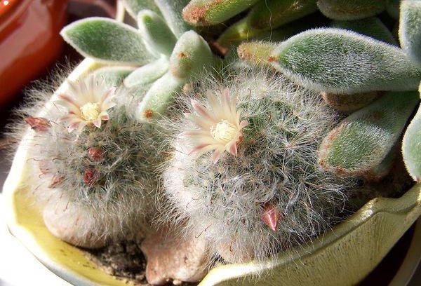 Boala Mammillaria
