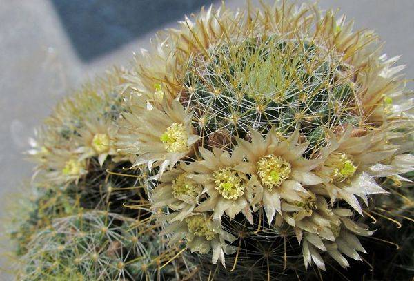 Mammillaria sălbatică