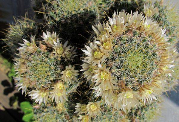 Mammillaria sălbatică