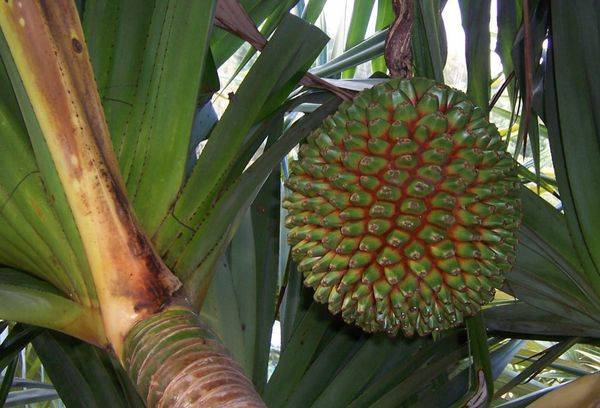 Pandanus Χρήσιμες