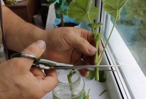 Propagarea Pelargonium