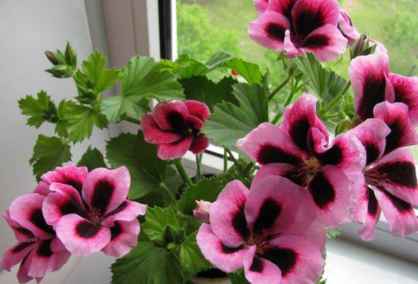 Pelargonium pe pervaz